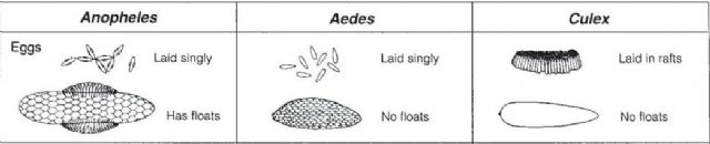 Che uova sono?  di Chironomidae e di Culex sp.